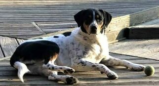 Australian Shepherd-Bernese Mountain Dog Mix Dogs for adoption in FISHERVILLE, TN, USA
