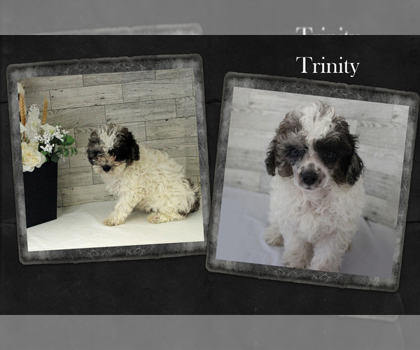 Medium Photo #12 Poodle (Miniature) Puppy For Sale in CHANUTE, KS, USA