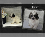 Trinity - Female Poodle (Miniature) Puppy for Sale - Photo #12