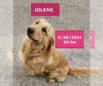 Small #9 Golden Retriever