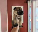 Small Photo #3 German Shepherd Dog Puppy For Sale in PORTAGE, IN, USA