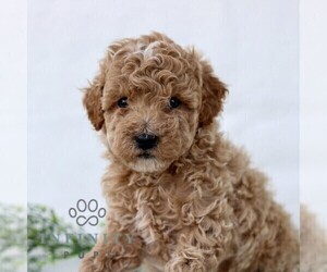 Goldendoodle (Miniature) Puppy for sale in LANCASTER, PA, USA