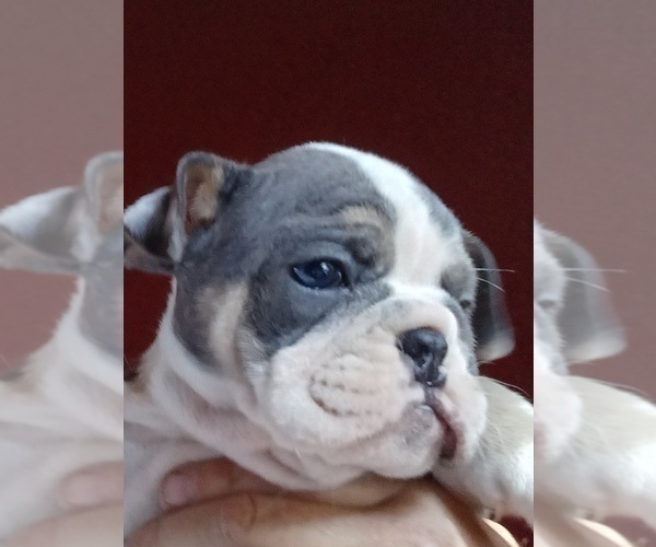 Medium Photo #1 English Bulldog Puppy For Sale in MCALESTER, OK, USA