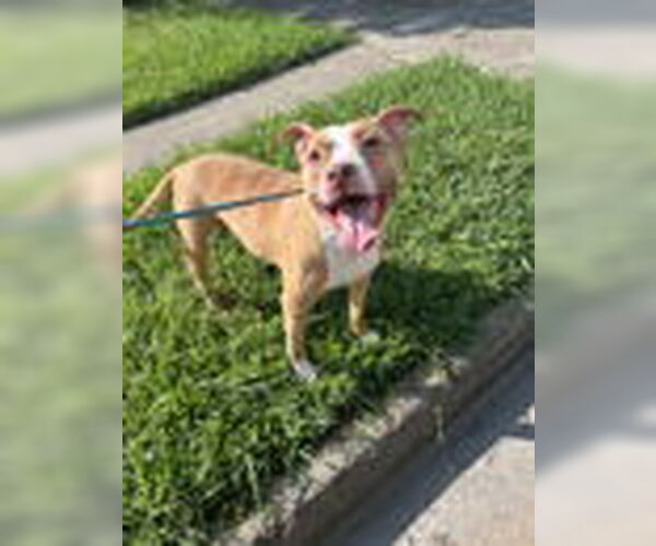 Medium Photo #6 American Pit Bull Terrier-Unknown Mix Puppy For Sale in Virginia Beach, VA, USA