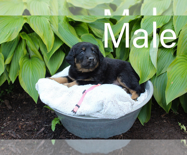 Medium Photo #1 Labrenees Puppy For Sale in HILLSBORO, OH, USA