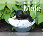 Puppy 3 Labrenees