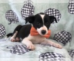 Small Photo #12 Australian Cattle Dog-Shetland Sheepdog Mix Puppy For Sale in LAKELAND, FL, USA