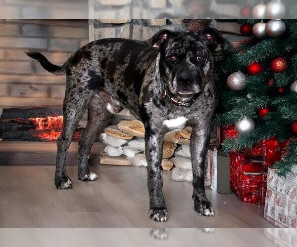 Medium Photo #1 Mutt Puppy For Sale in West Valley, UT, USA