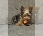 Small Photo #1 Yorkshire Terrier Puppy For Sale in PITTSBURGH, PA, USA