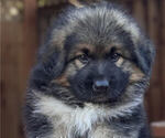 KING SHEPHERD - Female King Shepherd Puppy for Sale - Photo #2