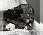 Small Photo #34 Goldendoodle Puppy For Sale in HOWARD CITY, MI, USA