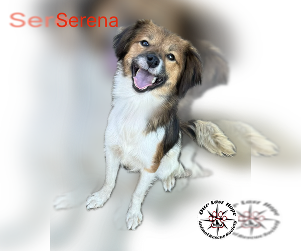 Medium Photo #1 Mutt Puppy For Sale in Princeton, British Columbia, Canada
