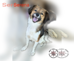 Small Mutt