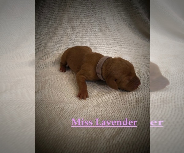 Medium Photo #4 Vizsla Puppy For Sale in NEWHALL, CA, USA