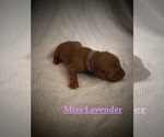 Small Photo #4 Vizsla Puppy For Sale in NEWHALL, CA, USA