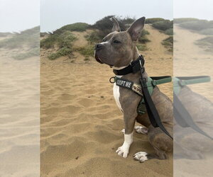 Ace - Male American Pit Bull Terrier-American Staffordshire Terrier Mix Dog for Adoption - Photo #4