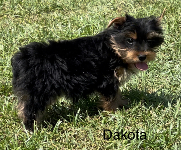 Medium Photo #2 Yorkshire Terrier Puppy For Sale in AZLE, TX, USA