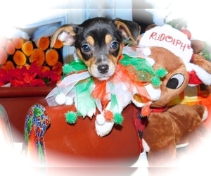 Chin-Pin-Unknown Mix Puppy for sale in HAMMOND, IN, USA