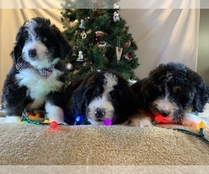 Bernedoodle Puppy for sale in HOLT, MO, USA