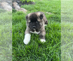 Small Photo #1 Akita Puppy For Sale in LOUISVILLE, KY, USA