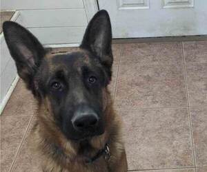 German Shepherd Dog Puppy for sale in DE SOTO, IA, USA