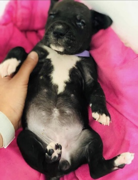 Medium Photo #4 Great Dane Puppy For Sale in WINFIELD, AL, USA