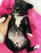 Small Photo #4 Great Dane Puppy For Sale in WINFIELD, AL, USA