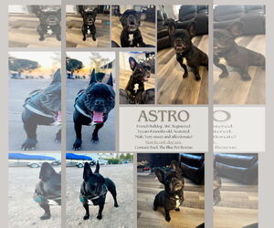 French Bulldog Dogs for adoption in Queen Creek, AZ, USA