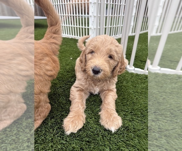 Medium Photo #5 Goldendoodle Puppy For Sale in OAKLAND, CA, USA