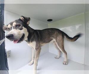 German Shepherd Dog-Unknown Mix Dogs for adoption in Houston, TX, USA