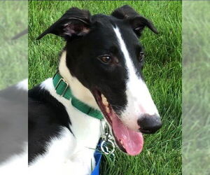 Greyhound Dogs for adoption in Cherry Hill, NJ, USA