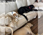 Small #8 Labrador Retriever Mix