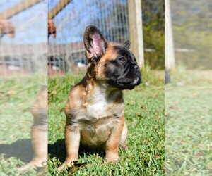 French Bulldog Puppy for sale in COCHRAN, GA, USA