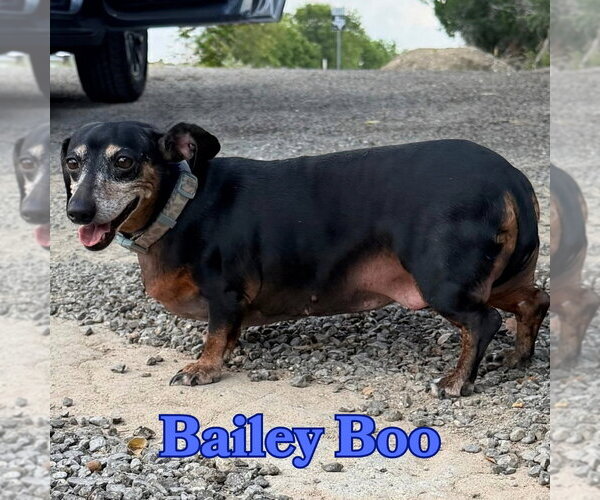 Medium Photo #8 Dachshund Puppy For Sale in San Antonio, TX, USA