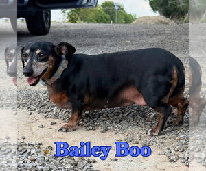 Bailey Boo - Female Dachshund Dog for Adoption - Photo #8