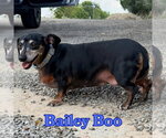 Small Photo #8 Dachshund Puppy For Sale in San Antonio, TX, USA