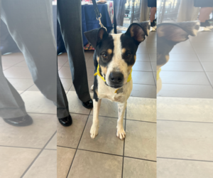 Australian Shepherd-Unknown Mix Dogs for adoption in Chandler, AZ, USA