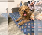Small #1 Maltese Mix