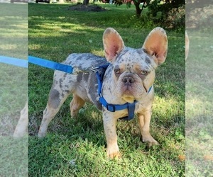 French Bulldog Puppy for sale in GAITHERSBURG, MD, USA