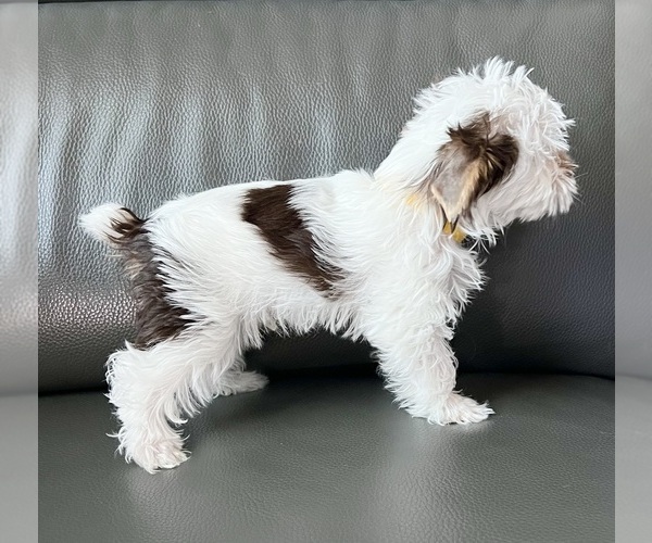Medium Photo #41 Yorkshire Terrier Puppy For Sale in ROCKLIN, CA, USA