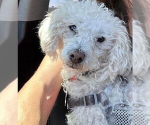 Mutt Dogs for adoption in San Diego, CA, USA