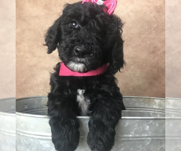 Medium Photo #14 Goldendoodle Puppy For Sale in CONCORD, NC, USA