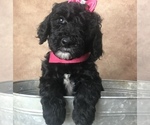 Small Photo #14 Goldendoodle Puppy For Sale in CONCORD, NC, USA