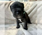 Small #1 Mutt