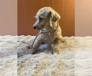 Poodle (Miniature) Dogs for adoption in HOPKINSVILLE/PRINCETON, KY, NH, USA