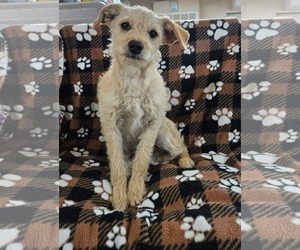 Mutt Dog for Adoption in El Centro, California USA