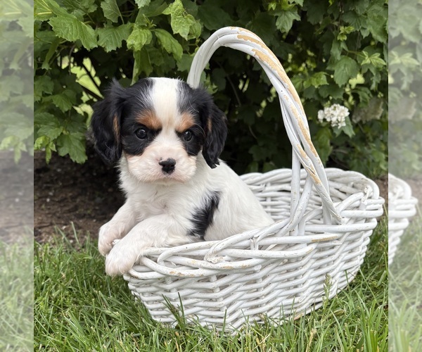 Medium Photo #4 Cavalier King Charles Spaniel Puppy For Sale in MIDDLEBURY, IN, USA