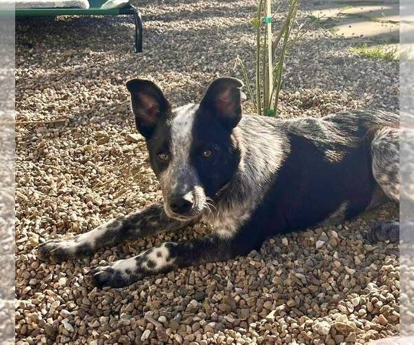 Medium Photo #2 Mutt Puppy For Sale in Paso Robles, CA, USA