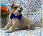 Small Photo #1 Australian Cattle Dog Puppy For Sale in LANCASTER, PA, USA