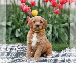 Goldendoodle Puppy for sale in NARVON, PA, USA